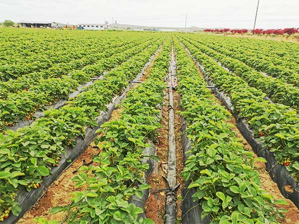 STRAWBERRY_BASE_LOCATED_IN_SHANDONG_PROVINCE